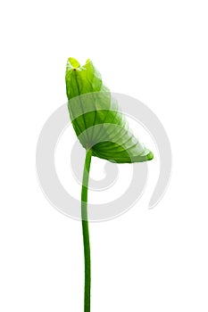 A lotus leave with stem