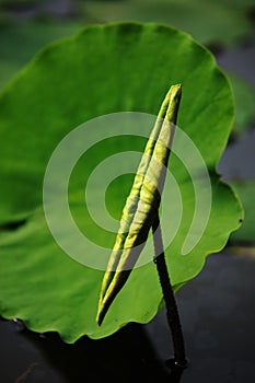 Lotus leaves