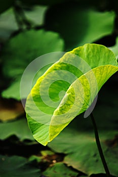 Lotus leaves