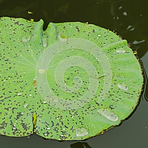 Lotus leaves