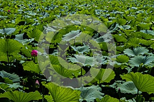 Lotus Leaves