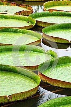 Lotus leaves