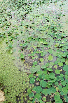 Lotus leaves background