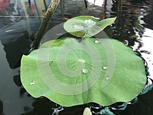 Lotus leaves and drops of water on a lotus leaf nature