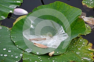 Lotus leaves full of water in the rain. Russian Far East, lotus lake