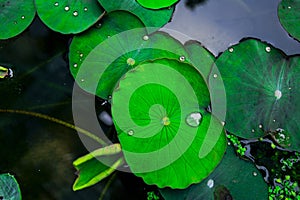 lotus leaves in lake