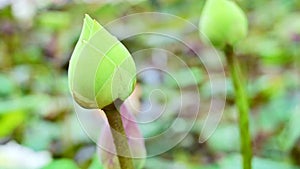 Lotus leaves and lotus flower