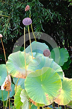 Lotus Leaves and Seed Pods