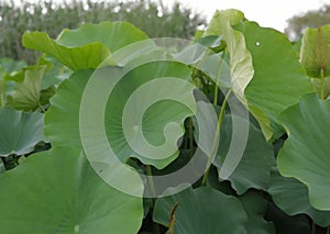 Lotus leaves in summer