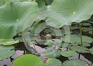 Lotus leaves in summer