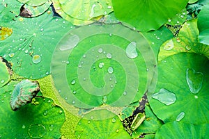 Lotus leaves swimming on a lake with droplets on surfa