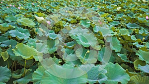 Lotus leaves in West Lake in Hangzhou, China