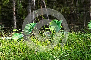 Lotus leaves in a wetland.