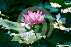 The lotus and light spot