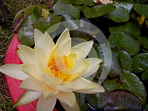 Lotus