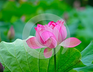 Lotus like wings