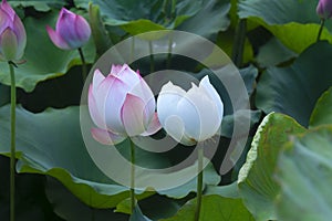 Lotus or Lilies, Nelumbo nucifera, Pink-white is blooming