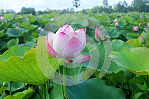 Lotus or Lilies, Nelumbo nucifera, of various sizes bloom among the green leaves