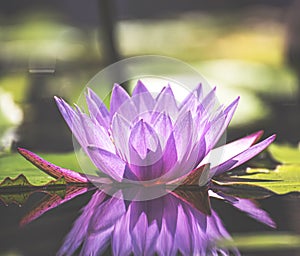 Lotus lilly flower blossom on water