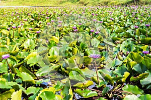 Lotus lilly flower - nature background