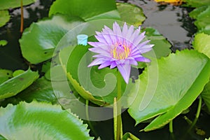 Lotus lilly purple on water