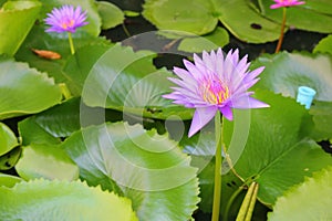 Lotus lilly purple on water