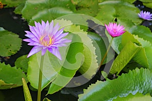 Lotus lilly purple on water