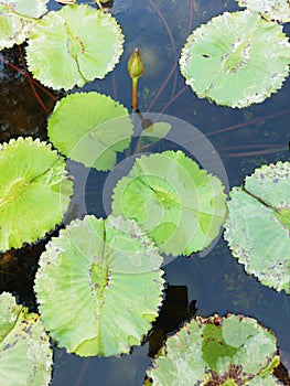 Lotus and lotus leaf Sacred Water Nelumbo Nucifera Plant Lily Hardy Rare Perennial