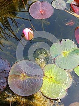 Lotus and lotus leaf Sacred Water Nelumbo Nucifera Plant Lily Hardy Rare Perennial