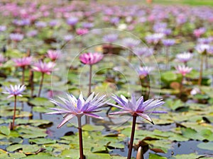 Lotus and lotus leaves in  the water basin