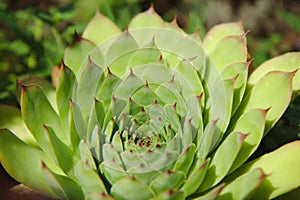 Lotus Mandala Petals