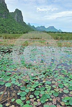 The lotus marsh and mountain