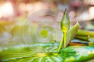 lotus on morning