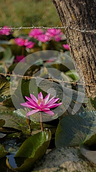 Lotus morning beautiful colour