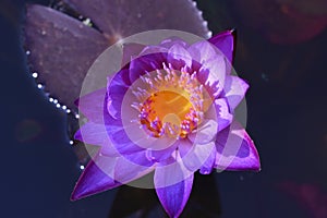 Lotus morning beautiful colour