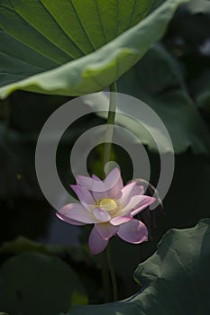 lotus in the morning in the Summer