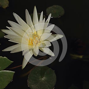 Lotus in morning