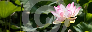 Lotus or Nelumbo flower in full bloom over big leaves photo