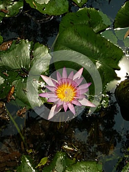 Lotus in old pool