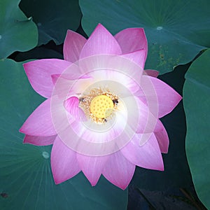 lotus