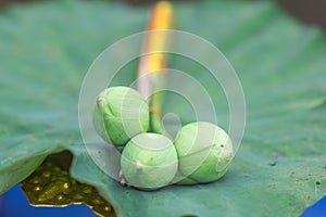 Lotus for ordination of Buddhism, Thailand