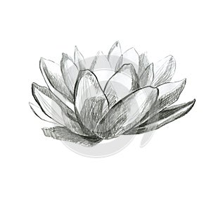 Lotus. Pencil lotus flower. Water lily. Pencil drawing of a water lily flower