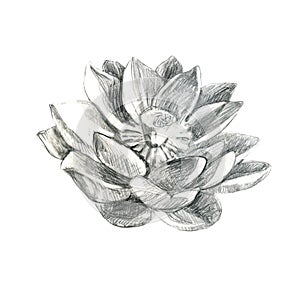 Lotus. Pencil lotus flower. Water lily. Pencil drawing of a water lily flower