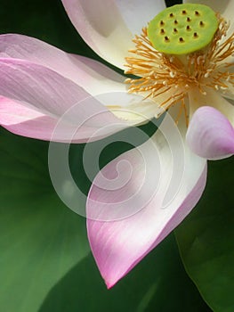 Lotus petal photo