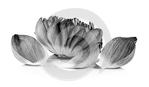 Lotus petal black and white