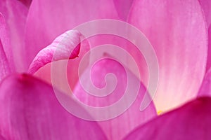 Lotus petal