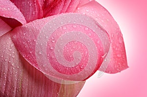 Lotus petal photo