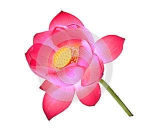 Lotus petal flower isolated on white