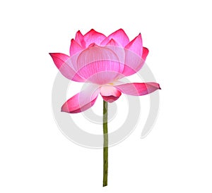 Lotus petal isolated on white background