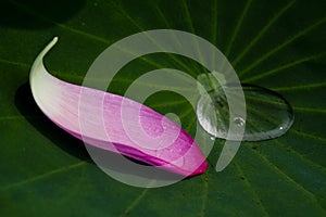 Lotus petal on leaf